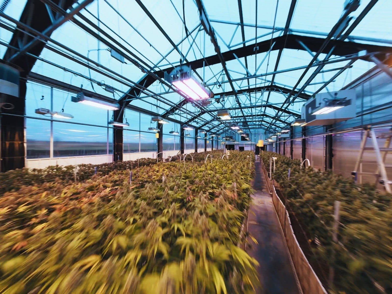 Low FPV pass over the cannabis canopy inside Collective Elevation's glass greenhouse